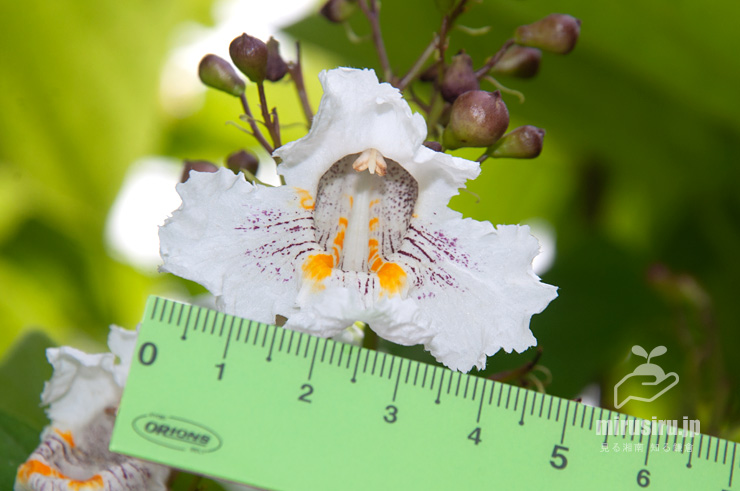ハナキササゲの花（花径4.5cm余り）　鎌倉市扇ガ谷・JR横須賀線「寿福寺」踏切　2020/05/30