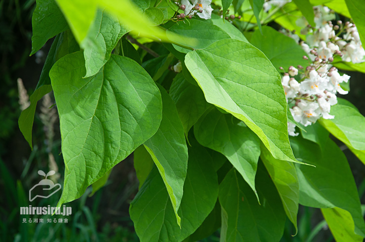 ハナキササゲの葉　鎌倉市扇ガ谷・JR横須賀線「寿福寺」踏切　2020/05/30