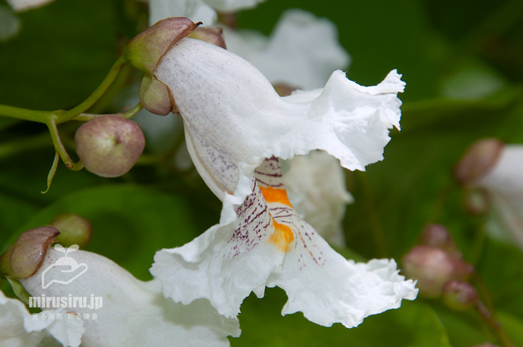ハナキササゲの花　鎌倉市扇ガ谷・JR横須賀線「寿福寺」踏切　2020/05/30