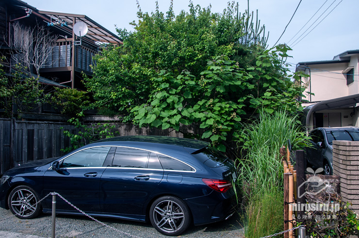 開花中のキササゲ　鎌倉市扇ガ谷　2020/05/30