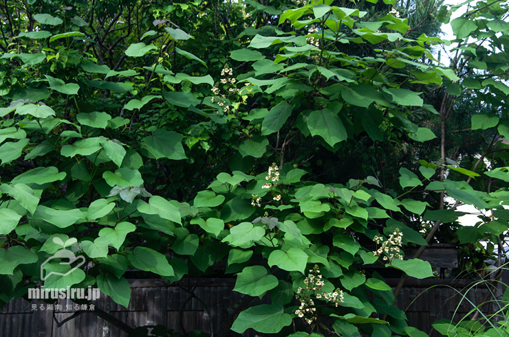 開花中のキササゲ　鎌倉市扇ガ谷　2020/05/30