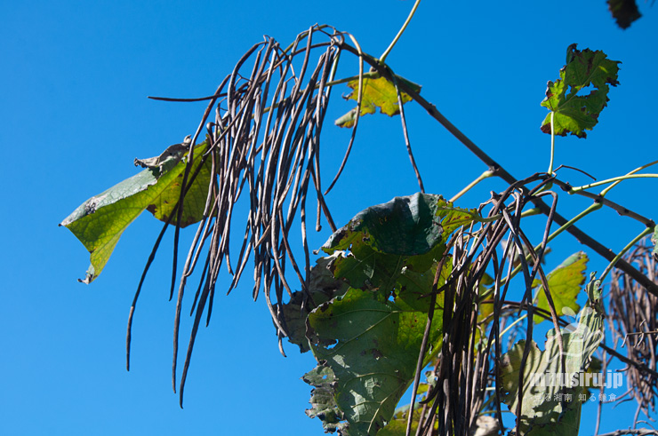 キササゲの熟した実　茅ヶ崎市浜之郷　2020/10/31