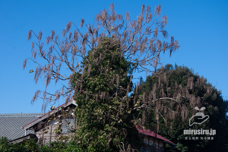 実が熟して落葉もしたキササゲ　茅ヶ崎市浜之郷　2020/11/14