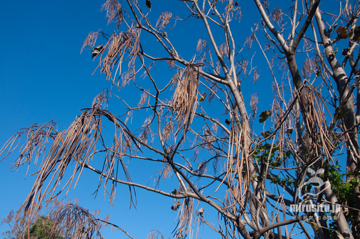 実が熟してほぼ落葉もしたキササゲ　茅ヶ崎市浜之郷　2020/11/14
