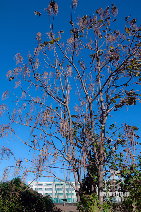 実が熟してほぼ落葉もしたキササゲ　茅ヶ崎市浜之郷・鶴嶺中学校　2020/11/14