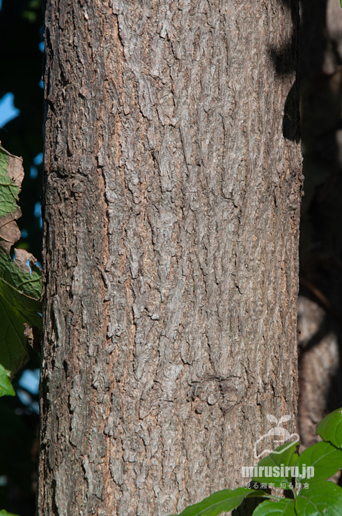 キササゲの幹（樹皮）　茅ヶ崎市浜之郷　2020/11/14