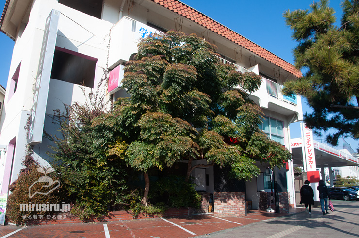 真冬のセンダンキササゲ（ステレオスペルマム）　茅ヶ崎市・「一里塚」交差点・焼肉POPO　2022/01/26