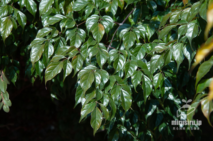 センダンキササゲ（ステレオスペルマム）の葉　茅ヶ崎市・「一里塚」交差点・焼肉POPO　2022/01/26
