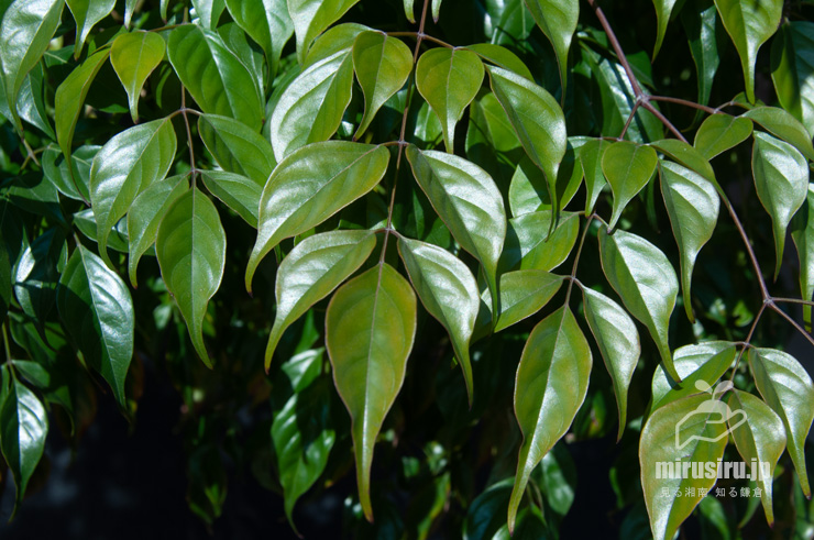 センダンキササゲ（ステレオスペルマム）の葉　茅ヶ崎市・「一里塚」交差点・焼肉POPO　2022/01/26