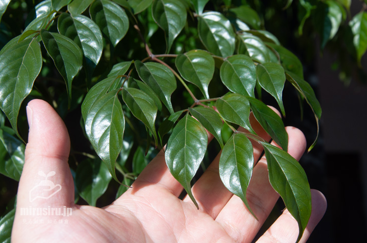 センダンキササゲ（ステレオスペルマム）の葉のサイズ感　茅ヶ崎市・「一里塚」交差点・焼肉POPO　2022/01/26