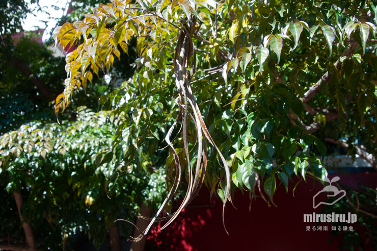センダンキササゲ（ステレオスペルマム）の実の残骸　茅ヶ崎市・「一里塚」交差点・焼肉POPO　2022/02/22
