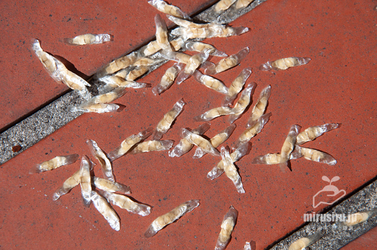 センダンキササゲ（ステレオスペルマム）の種子　茅ヶ崎市・「一里塚」交差点・焼肉POPO　2022/02/22