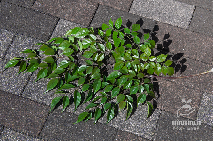 センダンキササゲ（ステレオスペルマム）の葉　茅ヶ崎市・「一里塚」交差点・焼肉POPO　2022/02/22