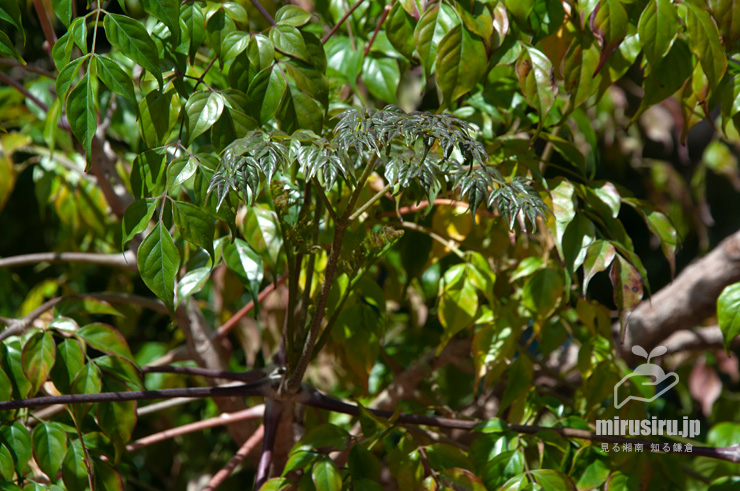 センダンキササゲ（ステレオスペルマム）の展葉　茅ヶ崎市・「一里塚」交差点・焼肉POPO　2022/04/25
