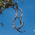 センダンキササゲ