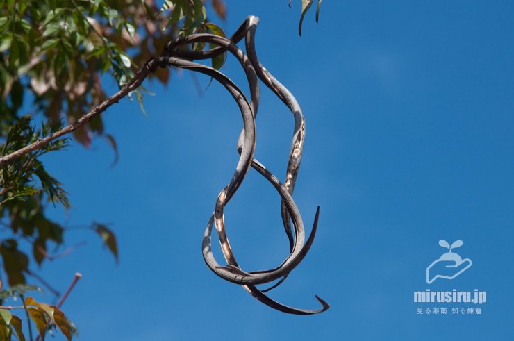 センダンキササゲ（ステレオスペルマム）の実の残骸　茅ヶ崎市・「一里塚」交差点・焼肉POPO　2022/04/25