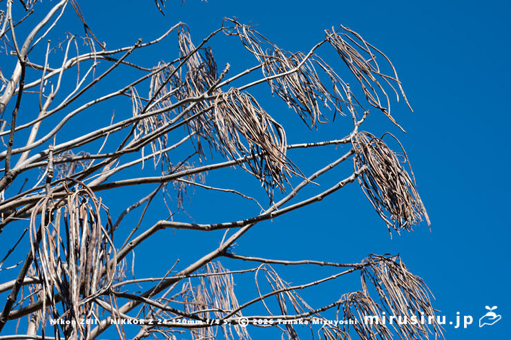 実が熟して落葉もしたキササゲ　茅ヶ崎市浜之郷　2023/12/17