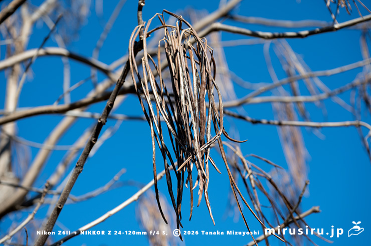 キササゲの熟した実　茅ヶ崎市浜之郷　2023/12/17