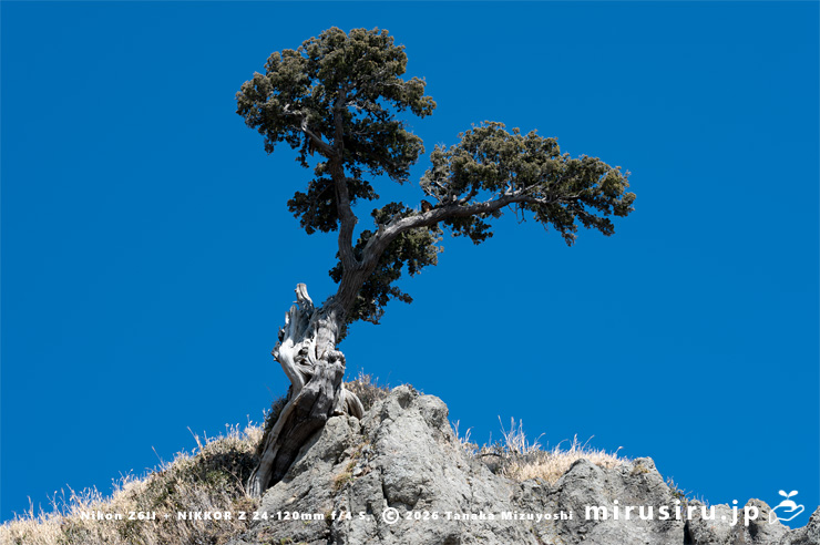 自生と判断されたビャクシン 藤沢市・江の島・釜の口の崖上 2023/12/29