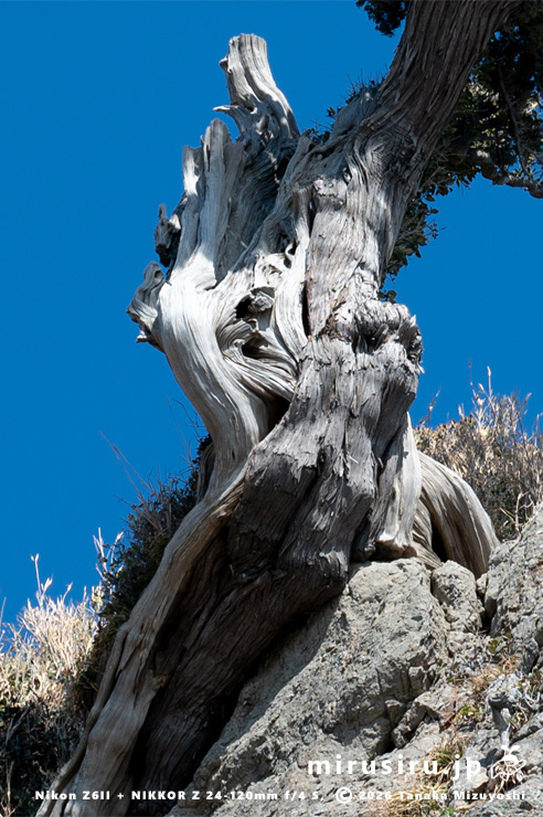 自生と判断されたビャクシンの幹 藤沢市・江の島・釜の口の崖上 2023/12/29