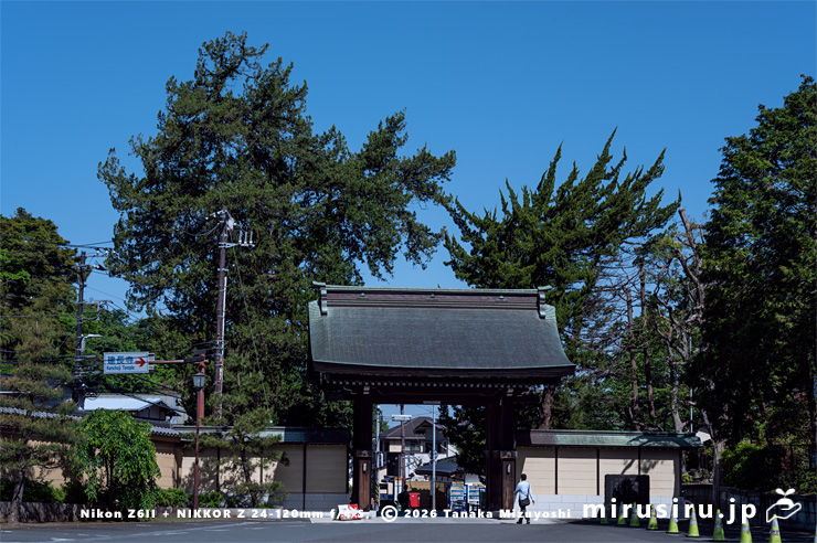ビャクシン(門外左右) 鎌倉市・建長寺・天下門 2024/05/04