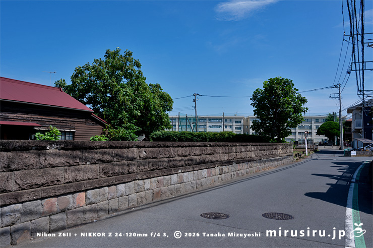 実がぶら下がっているキササゲ　茅ヶ崎市浜之郷・鶴嶺中学校　2024/07/20
