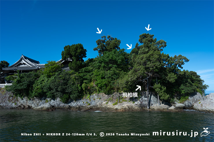 町指定天然記念物「森戸大明神のビヤクシン(柏槇)」5本のうちの4本 葉山町・森戸大明神 2025/07/27