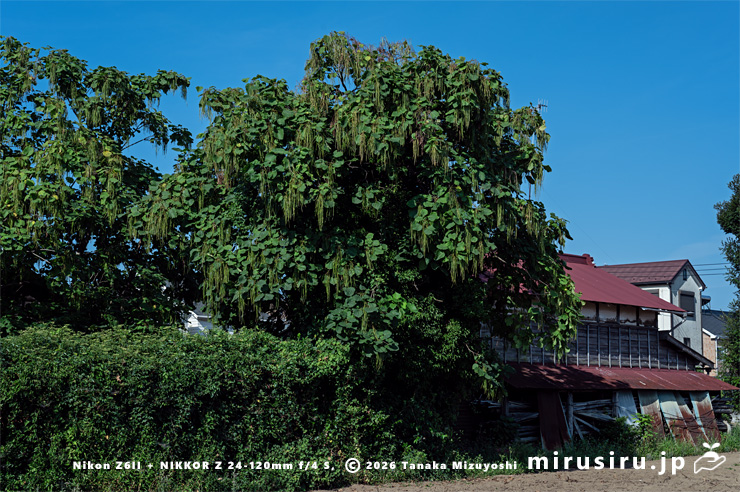 実がぶら下がっているキササゲ　茅ヶ崎市浜之郷　2025/07/28