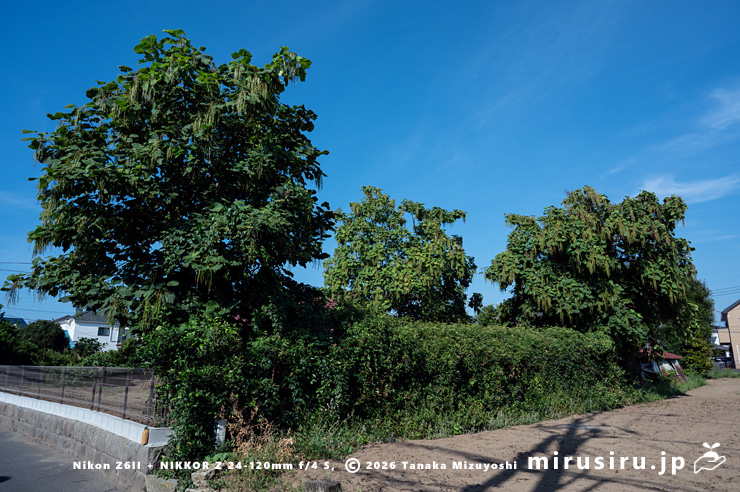 実がぶら下がっているキササゲ（3本）　茅ヶ崎市浜之郷　2025/07/28