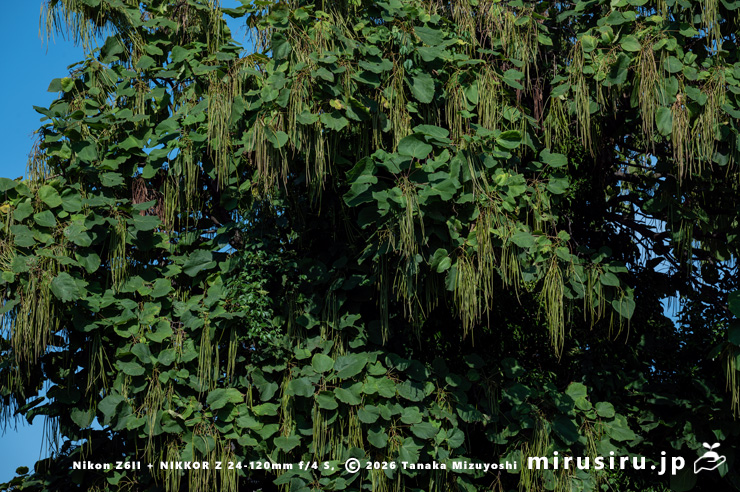 実がぶら下がっているキササゲ　茅ヶ崎市浜之郷　2025/07/28