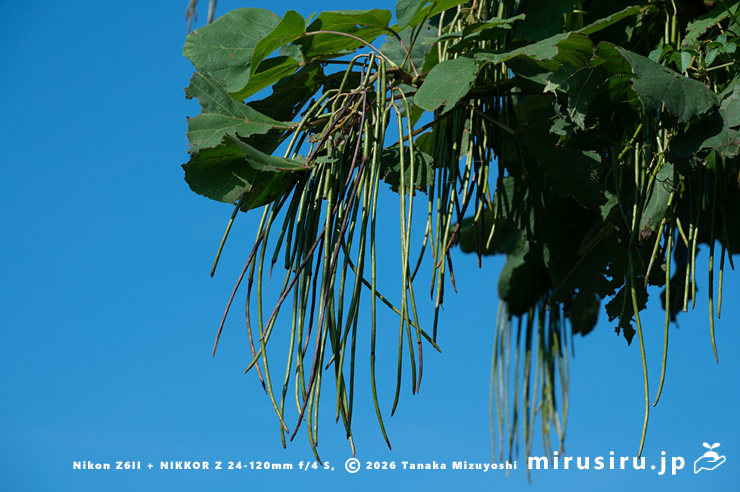 キササゲの未熟な実　茅ヶ崎市浜之郷　2025/07/28
