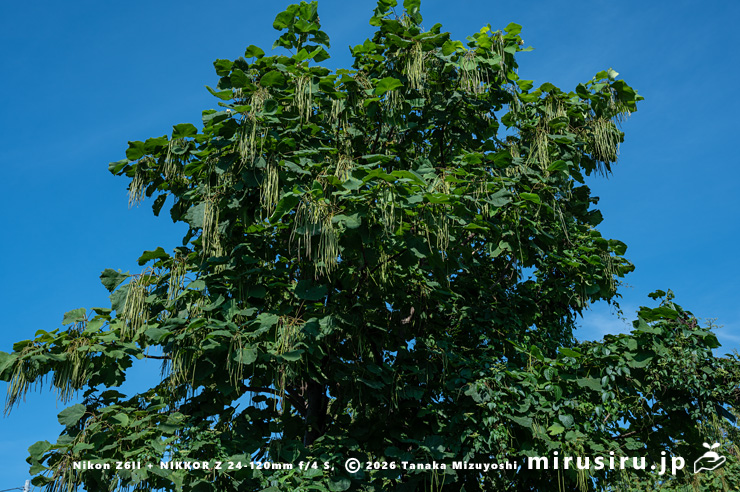 実がぶら下がっているキササゲ　茅ヶ崎市浜之郷　2025/07/28