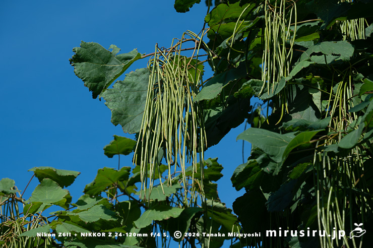 キササゲの未熟な実　茅ヶ崎市浜之郷　2025/07/28