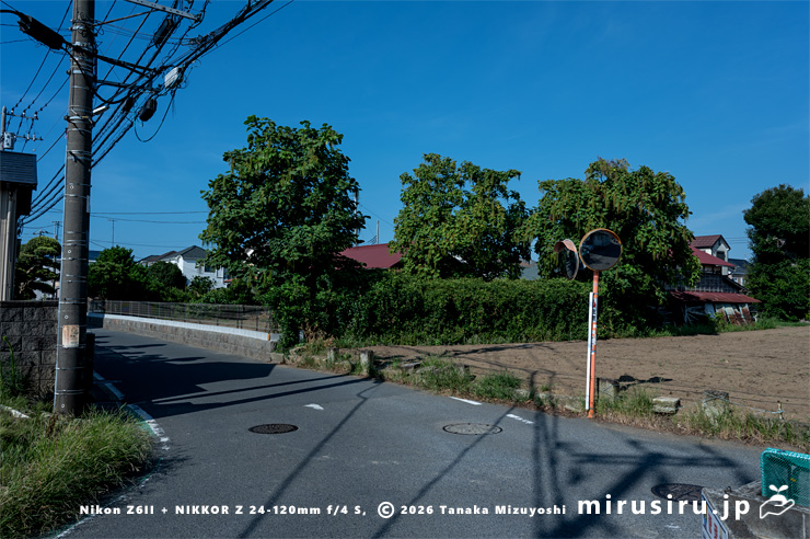 実がぶら下がっているキササゲ（3本）　茅ヶ崎市浜之郷　2025/07/28