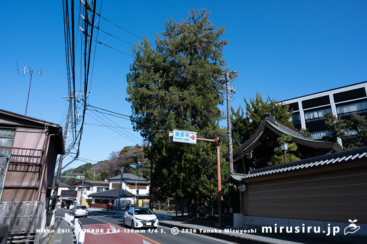 ビャクシン(門外左右) 鎌倉市・建長寺・天下門 2026/01/30