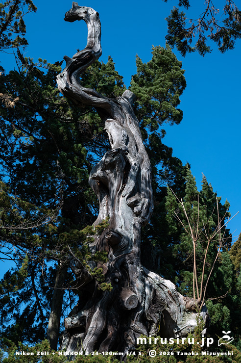市指定天然記念物「ビャクシン(イブキ)」⑥の枯れ気味の幹 鎌倉市・建長寺 2026/01/30