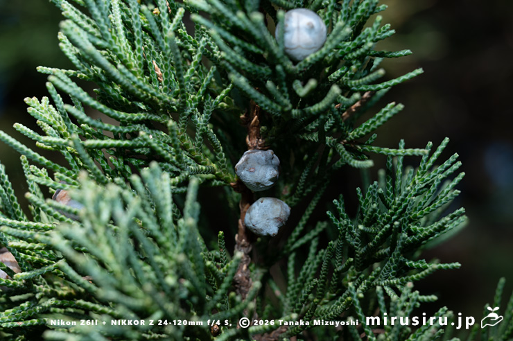 ビャクシンの実 鎌倉市・建長寺 2026/01/30