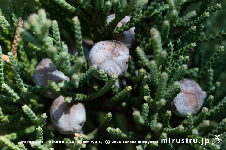 ビャクシンの実 鎌倉市・建長寺 2026/01/30