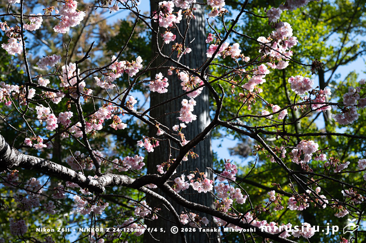 開花中のカンザクラ　鎌倉市・鶴岡八幡宮・流鏑馬馬場　2026/01/30