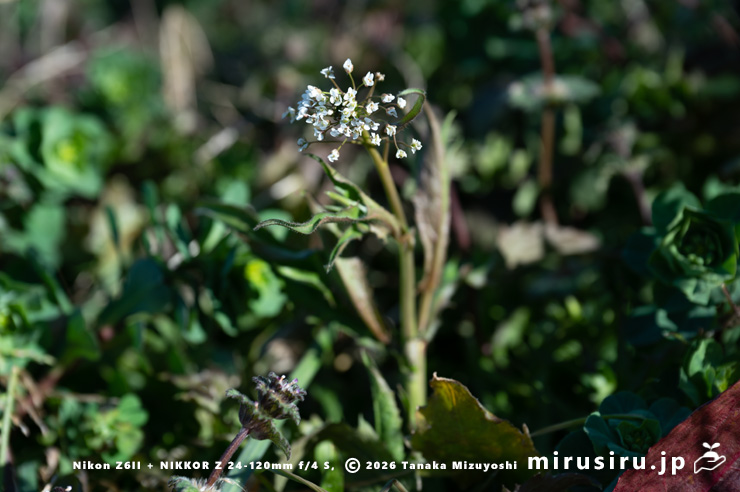 開花し始めたナズナ　茅ヶ崎市・湘南タゲリ米の里　2026/02/03