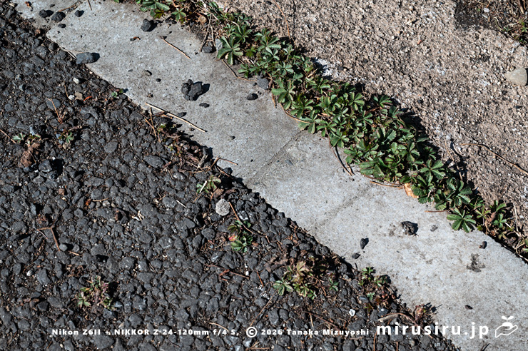 アスファルトを破壊して生え出たポテンティラ・レプタンス　茅ヶ崎市西久保　2026/02/03