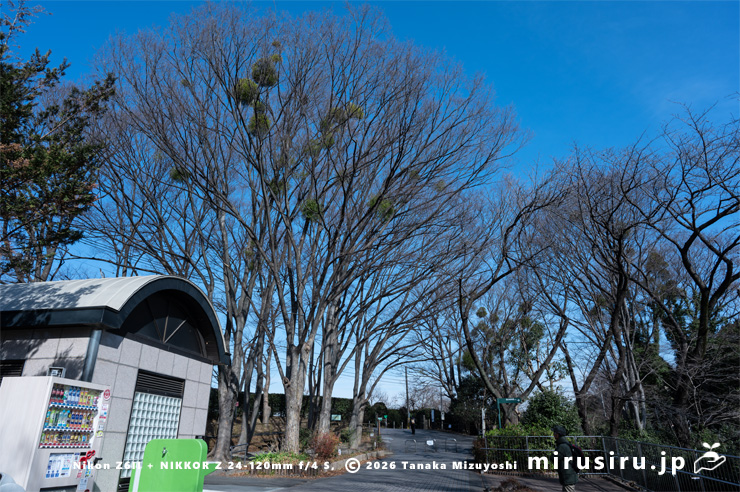 ケヤキに寄生したヤドリギ　川崎市宮前区・県立東高根森林公園・北口　2026/02/06