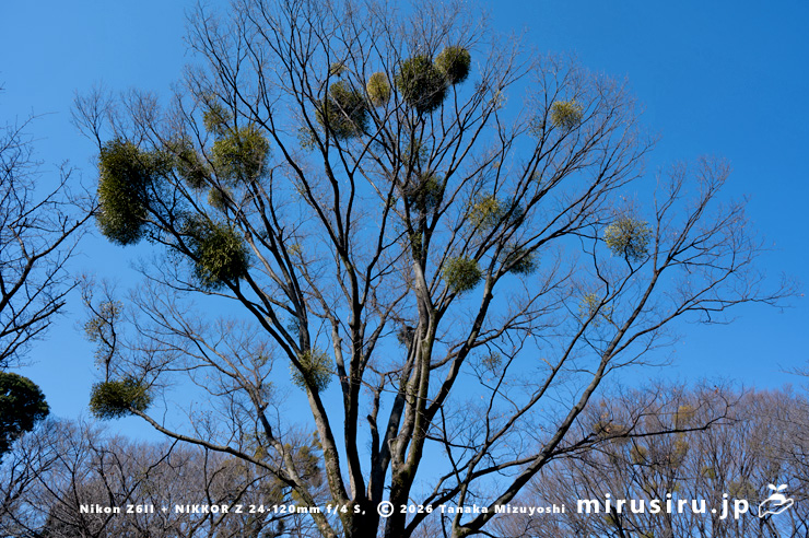 ケヤキに寄生したヤドリギ　川崎市宮前区・県立東高根森林公園・北口　2026/02/06