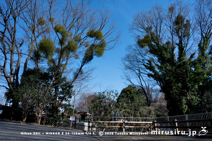 ケヤキに寄生したヤドリギ　川崎市宮前区・県立東高根森林公園・北口　2026/02/06