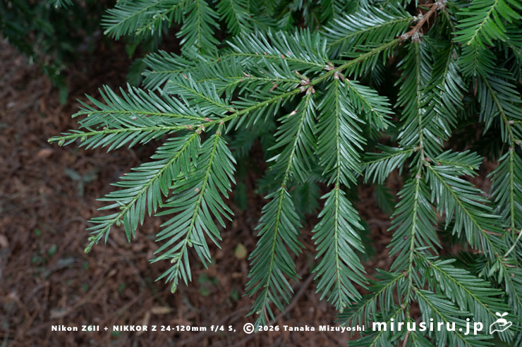 セコイア（センペルセコイア）の葉　東京都調布市・神代植物公園　2026/02/06