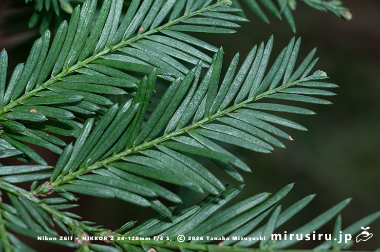 セコイア（センペルセコイア）の葉　東京都調布市・神代植物公園　2026/02/06