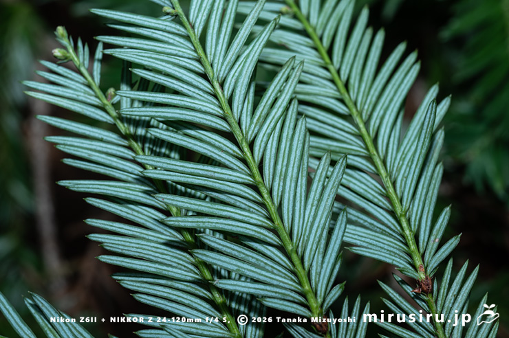 セコイア（センペルセコイア）の葉裏　東京都調布市・神代植物公園　2026/02/06