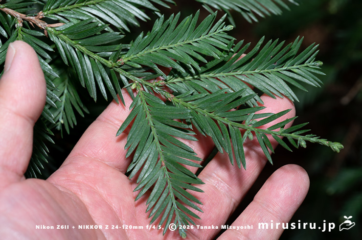 セコイア（センペルセコイア）の葉のサイズ感　東京都調布市・神代植物公園　2026/02/06