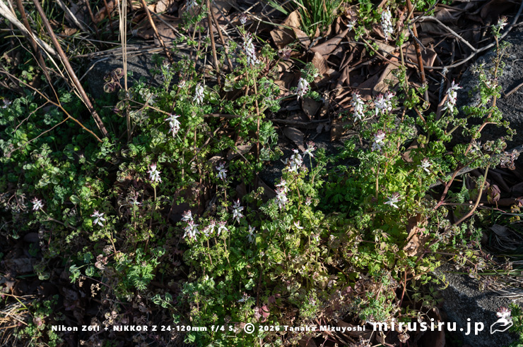 開花中のニセカラクサケマン　相模原市南区上鶴間本町　2026/02/06