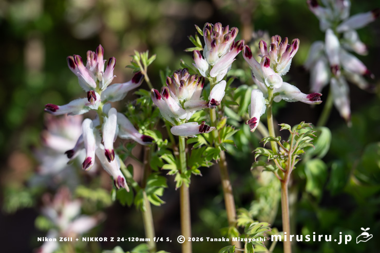 ニセカラクサケマンの花　相模原市南区上鶴間本町　2026/02/06